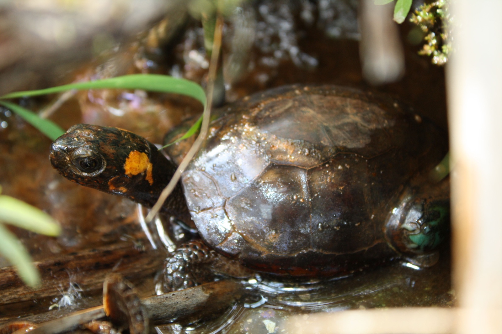 Bog Turtle 2   Rob Naczi 